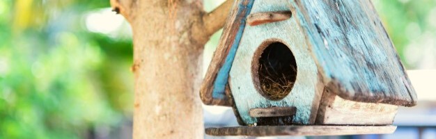 Bird Watching/Feeding